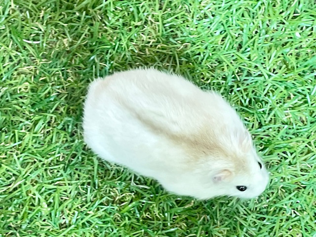 ジャンガリアン