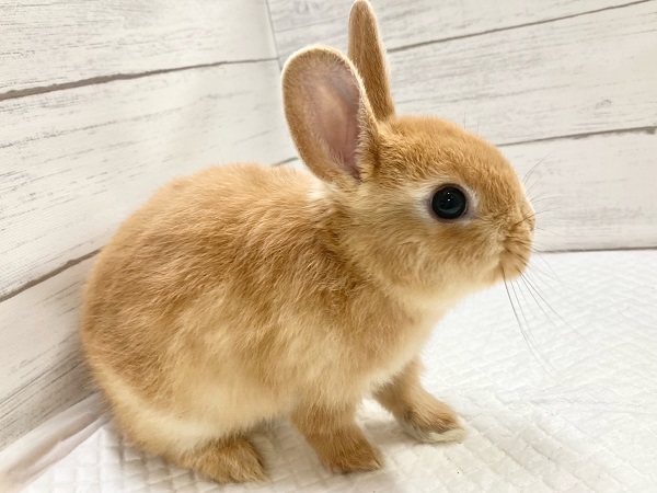 ネザーランドドワーフ