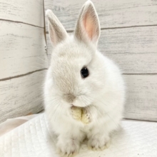 ネザーランドドワーフ（ホワイト系）　もちもちボディのかわいすぎるうさぎさん来ました！！