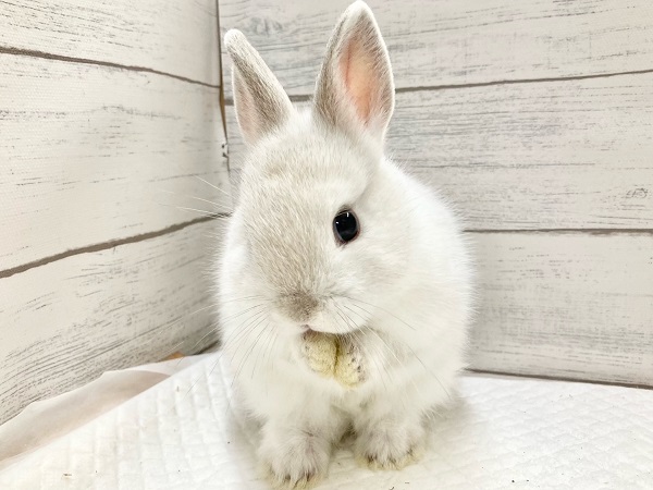 ネザーランドドワーフ（ホワイト系）　もちもちボディのかわいすぎるうさぎさん来ました！！