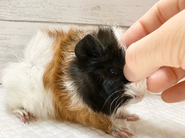 アビシニアンモルモット