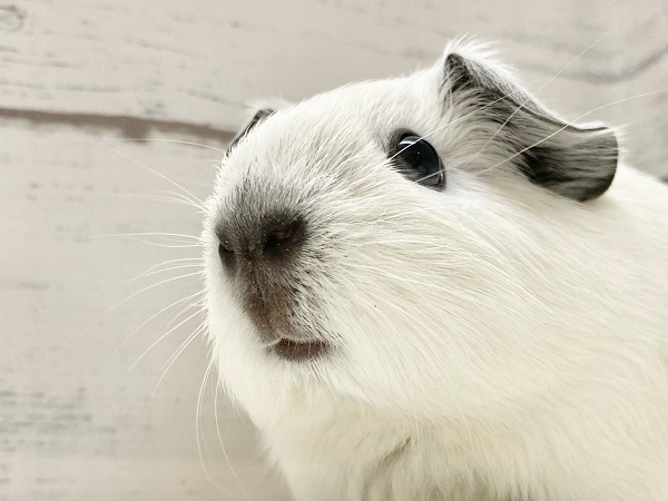 ロシアンスモークモルモット