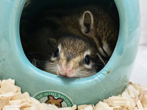 シマリス（ノーマル）