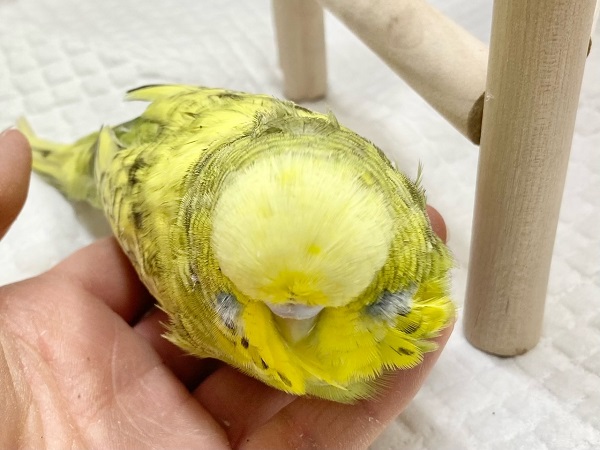 ジャンボセキセイインコ