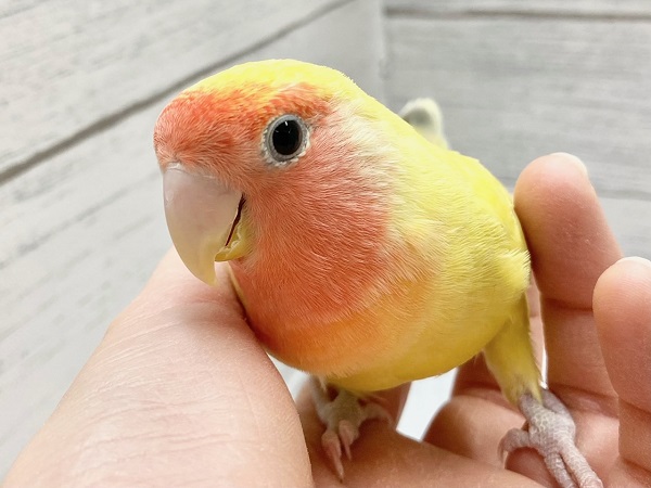 コザクラインコ（小桜インコ）