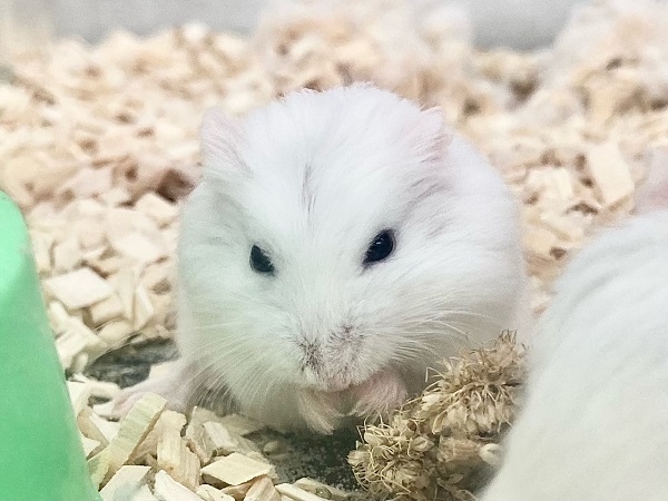 ロボロフスキーハムスター