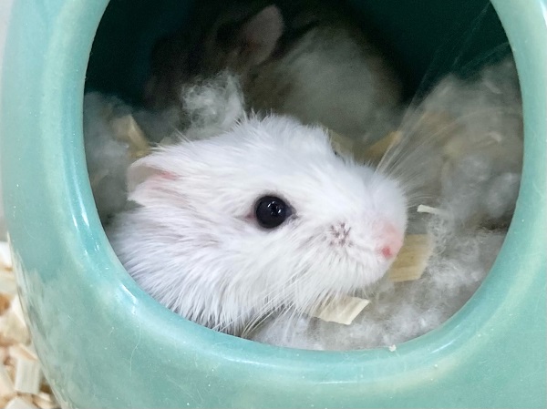 ロボロフスキーハムスター