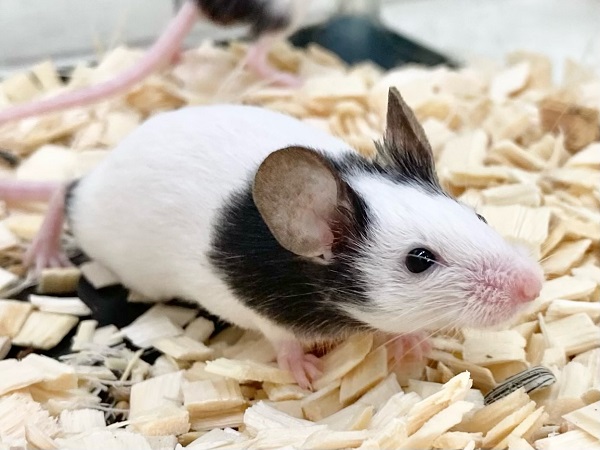 パンダマウス 女の子 個性色々♪白黒模様のネズミさんです! パンダマウス