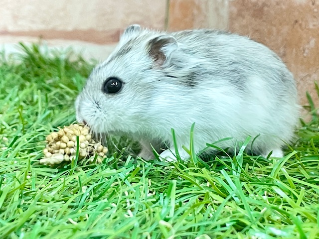 ステキな模様💖 ジャンガリアンハムスターのパイドカラー♬ ジャンガリアン