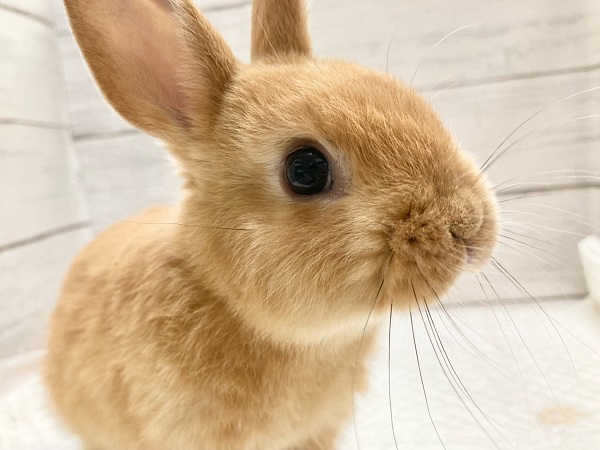 ネザーランドドワーフ（オレンジ）　小さくても元気いっぱい！