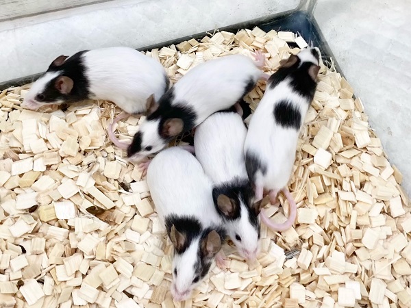 パンダマウス 女の子 個性色々♪白黒模様のネズミさんです! パンダマウス