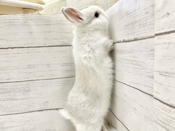 ネザーランドドワーフ