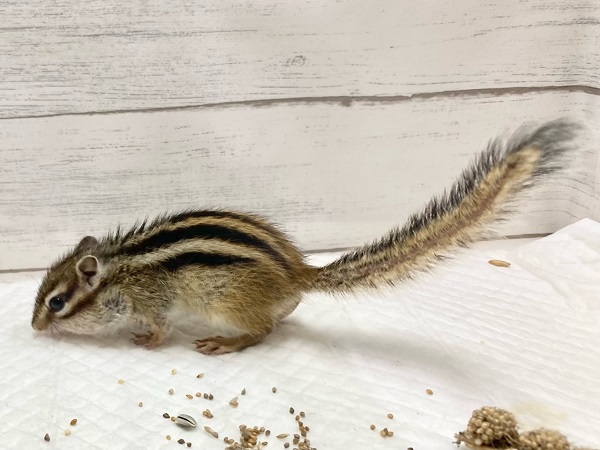 最新画像!シマリス 女の子 すくすく成長中! シマリス(ノーマル)