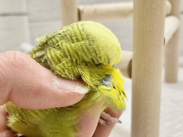 ジャンボセキセイインコ