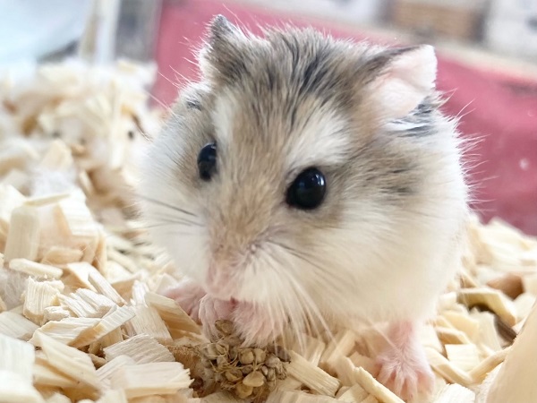 ロボロフスキーハムスター