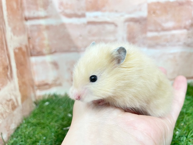 光沢のある艶やかな被毛☆ サテンハムスター♬ サテンハムスター