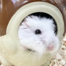 最新画像！ロボロフスキーハムスター（スノーホワイト）　男の子　ちょこちょこ小っちゃなハムちゃんたちです♪