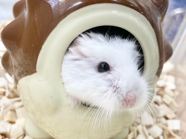最新画像！ロボロフスキーハムスター（スノーホワイト）　男の子　ちょこちょこ小っちゃなハムちゃんたちです♪