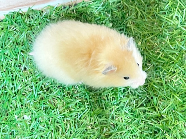 光沢のある艶やかな被毛☆ サテンハムスター♬ サテンハムスター