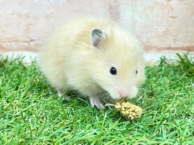 光沢のある艶やかな被毛☆ サテンハムスター♬ サテンハムスター