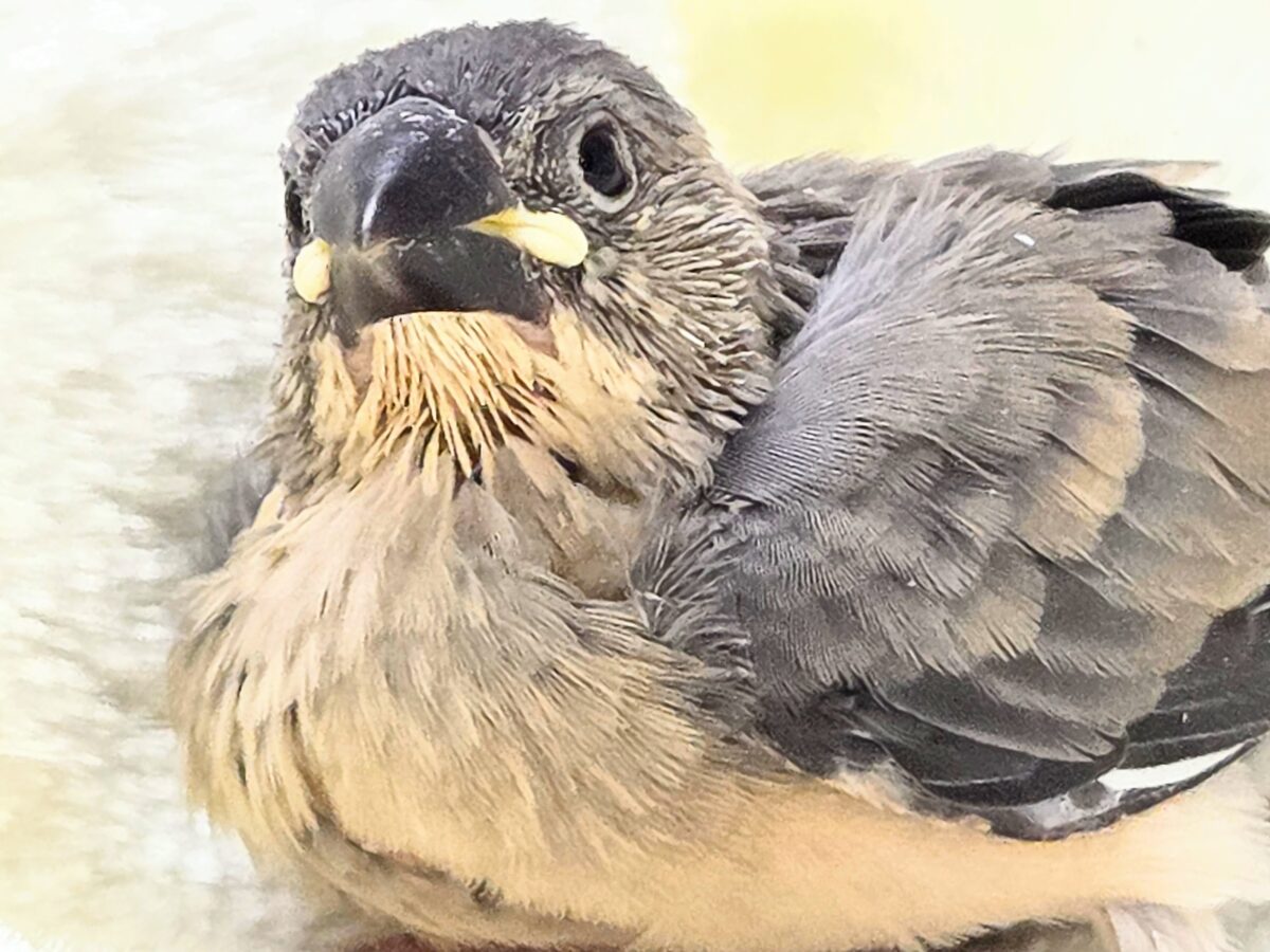 最新画像になります☆募集っ( ≧∀≦)ノ 文鳥好きさんっ♪ 桜文鳥〜〜 桜文鳥