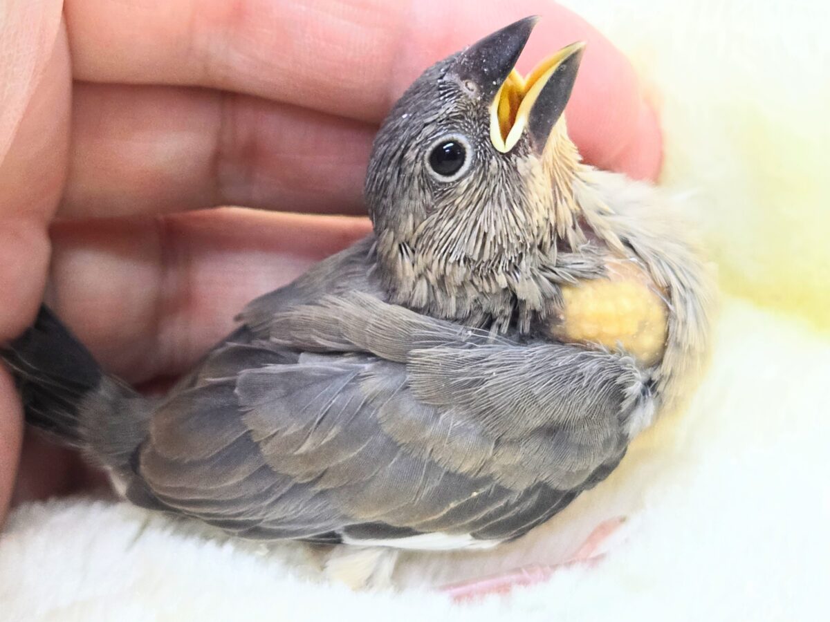桜文鳥