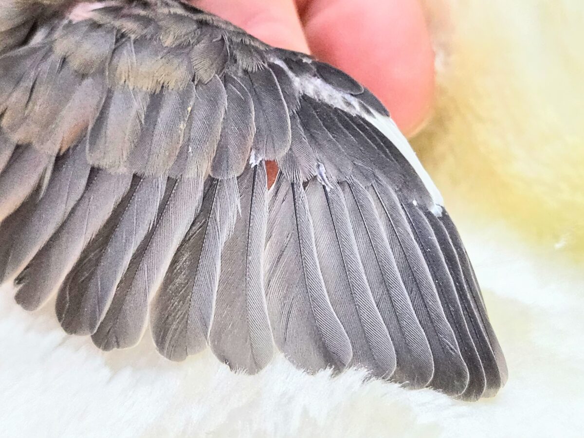 桜文鳥