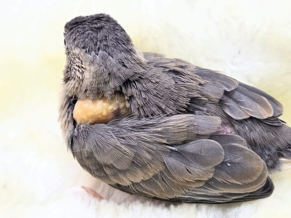 桜文鳥