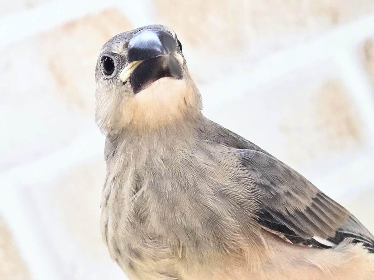 最新画像になります☆募集っ( ≧∀≦)ノ 文鳥好きさんっ♪ 桜文鳥〜〜 桜文鳥