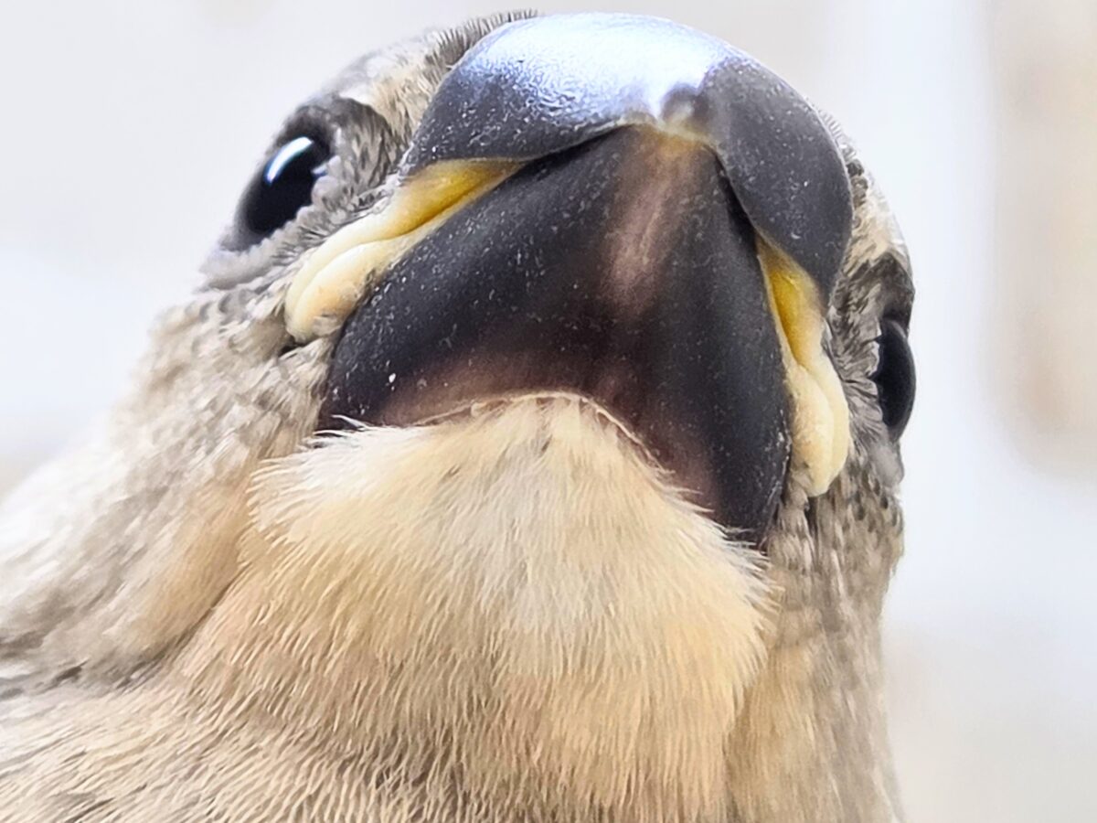 桜文鳥