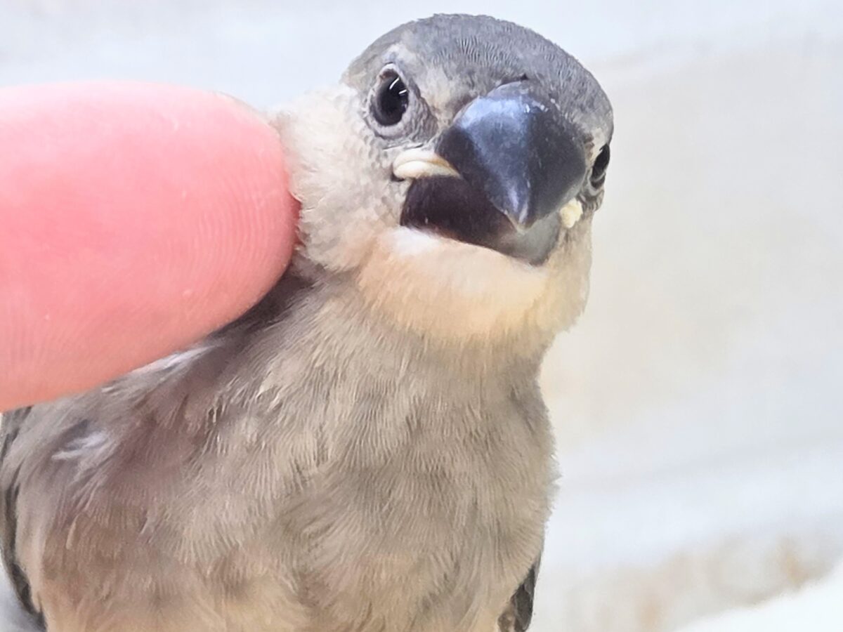 桜文鳥