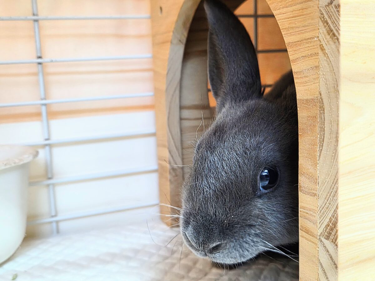 ミニレッキス