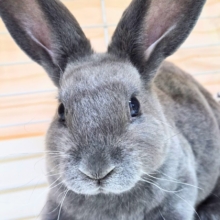 大きなお耳は、「ウチおいで(〃´ω`〃)」をまってますー　ミニレッキス〜〜