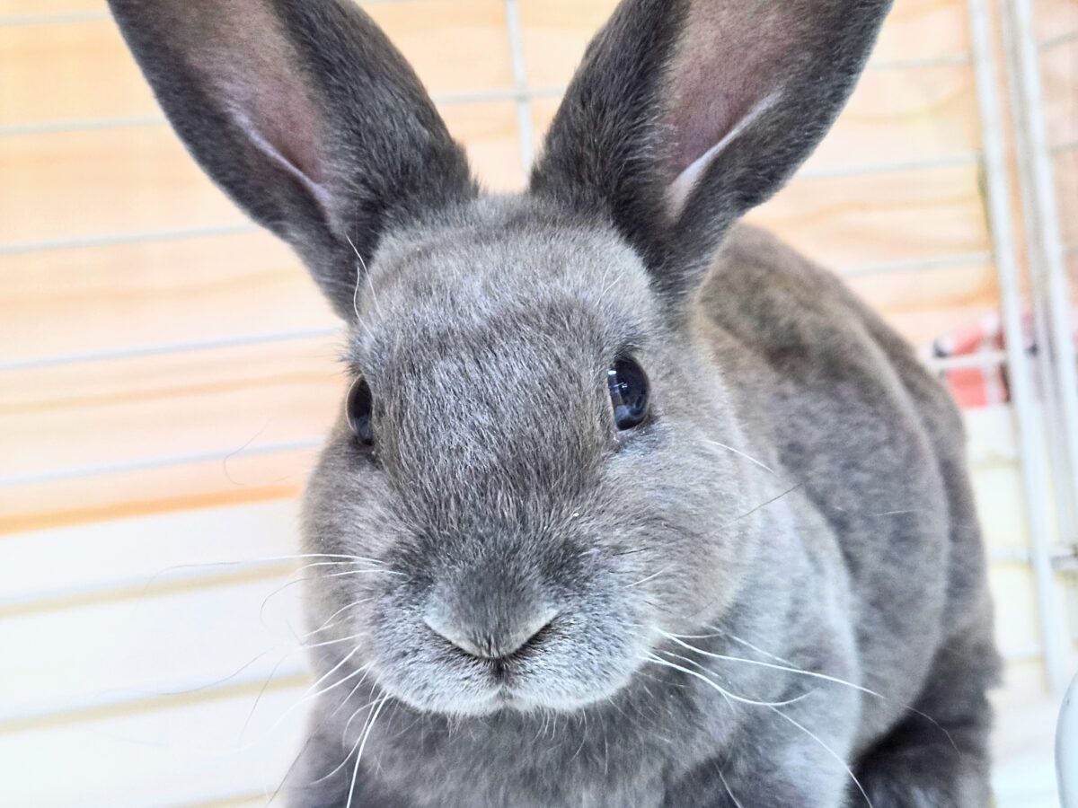 大きなお耳は、「ウチおいで(〃´ω`〃)」をまってますー　ミニレッキス〜〜
