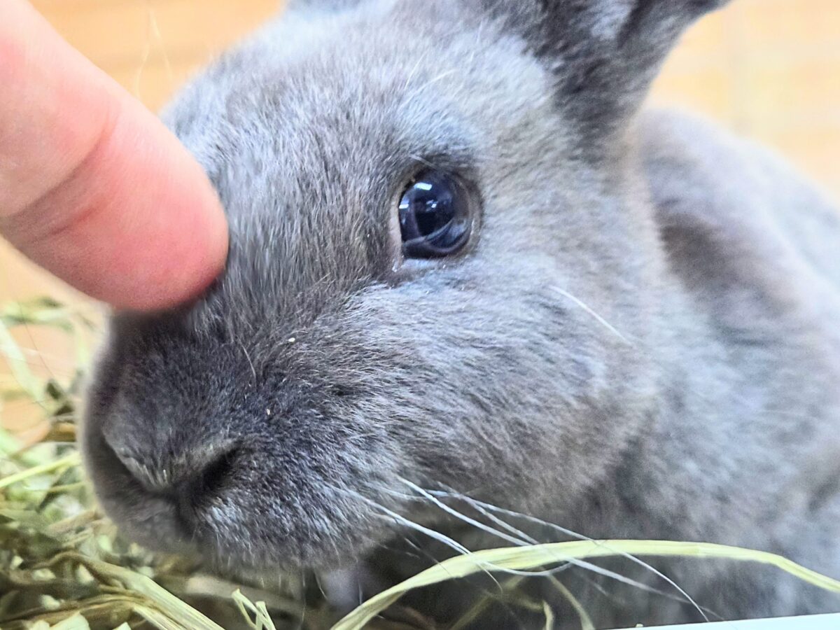 ミニレッキス