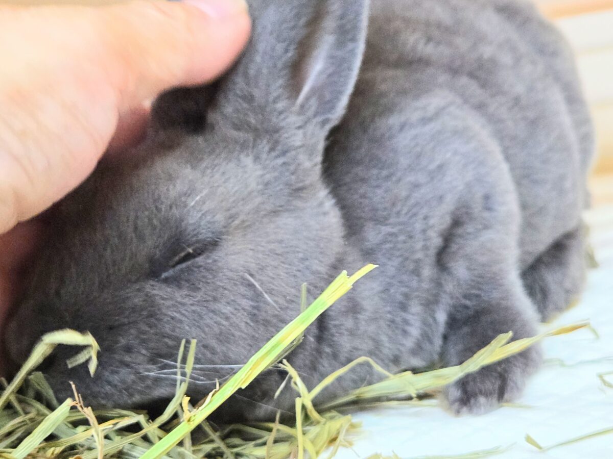ミニレッキス