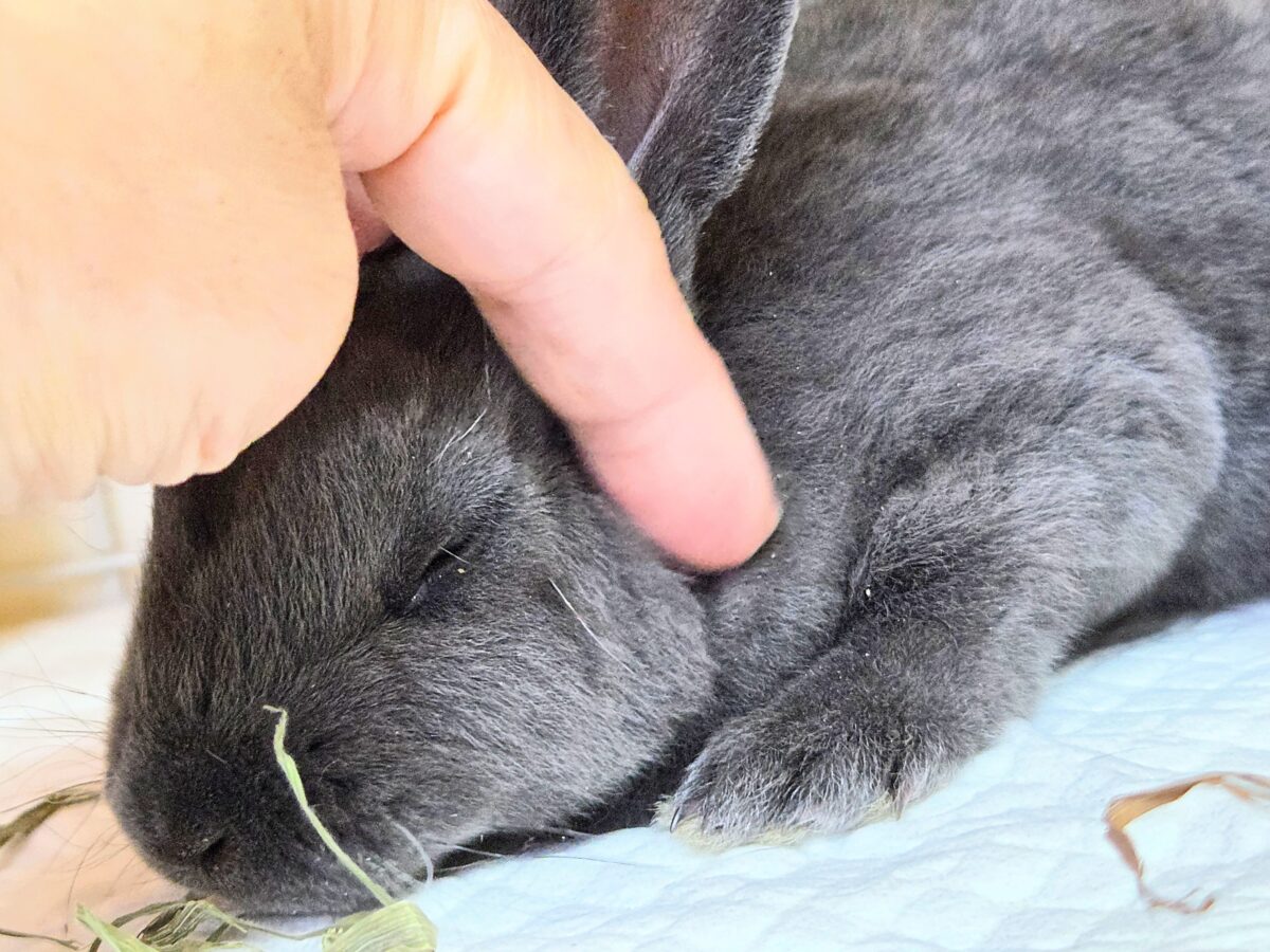 ミニレッキス