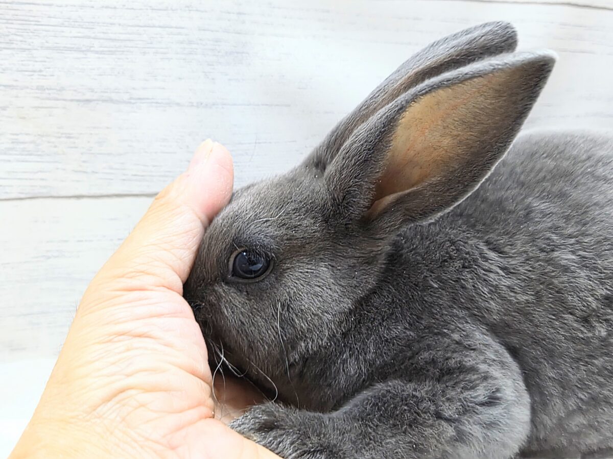 ミニレッキス
