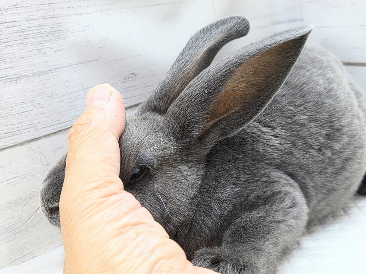 ミニレッキス