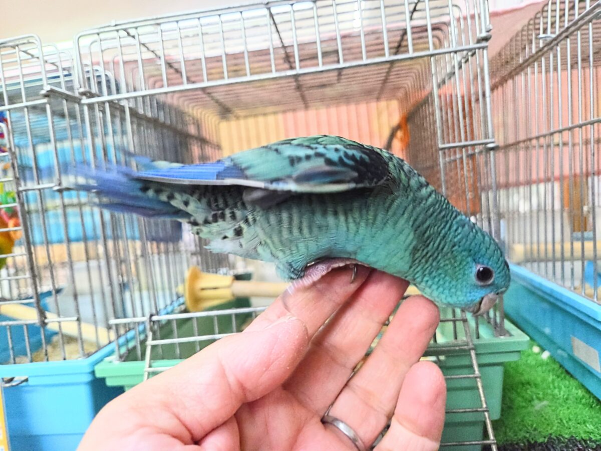 サザナミインコ