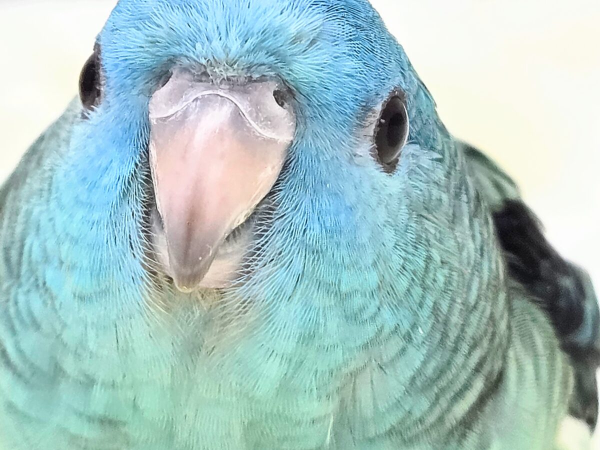 最新画像になります☆うるちゅるアイ👀💕✨　サザナミインコ（ブルー）