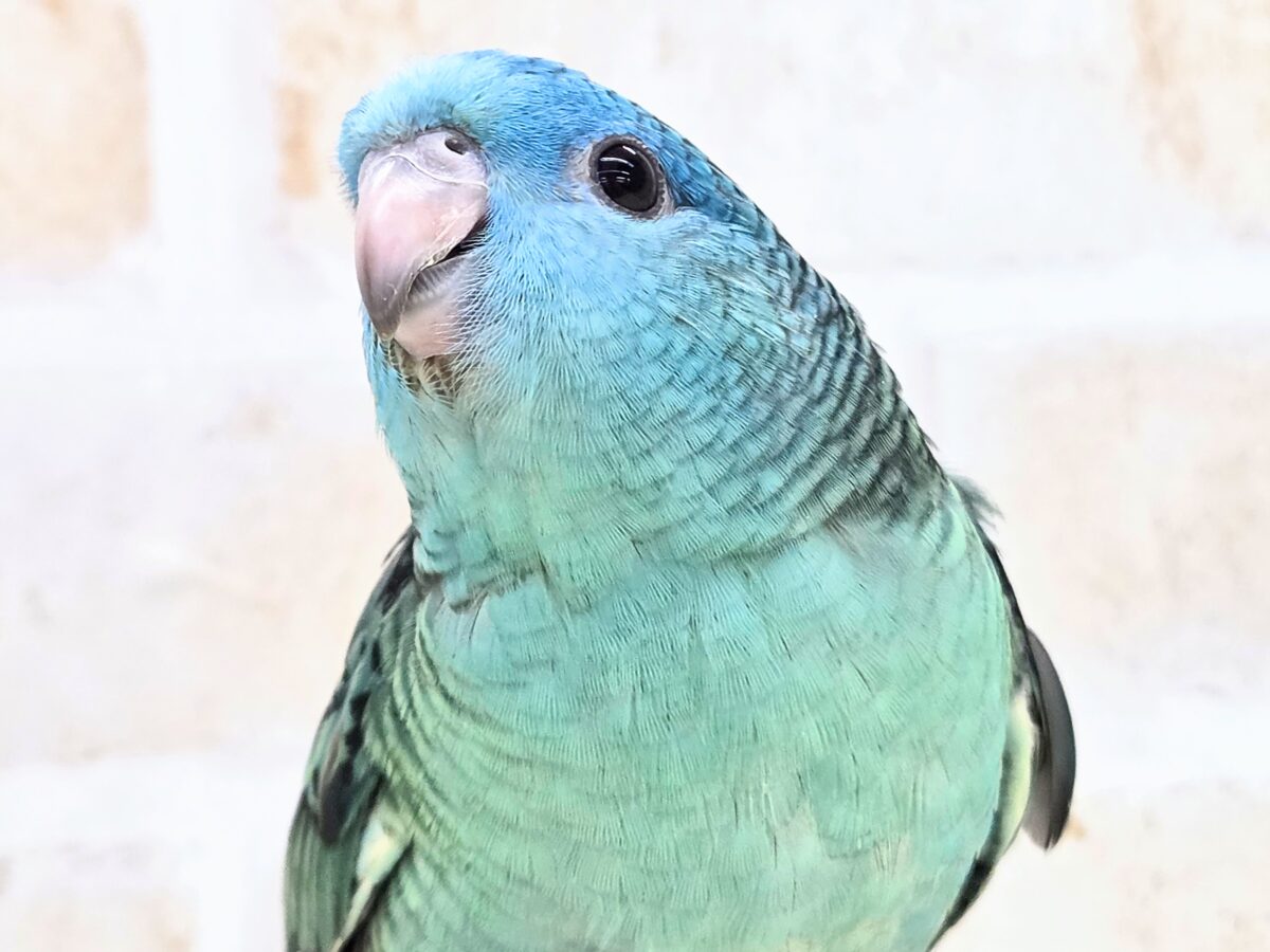 サザナミインコ