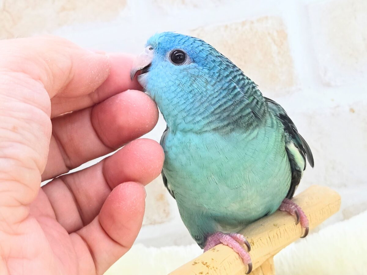 サザナミインコ