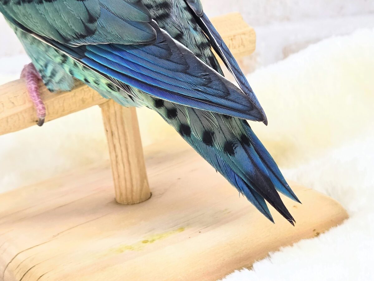 サザナミインコ