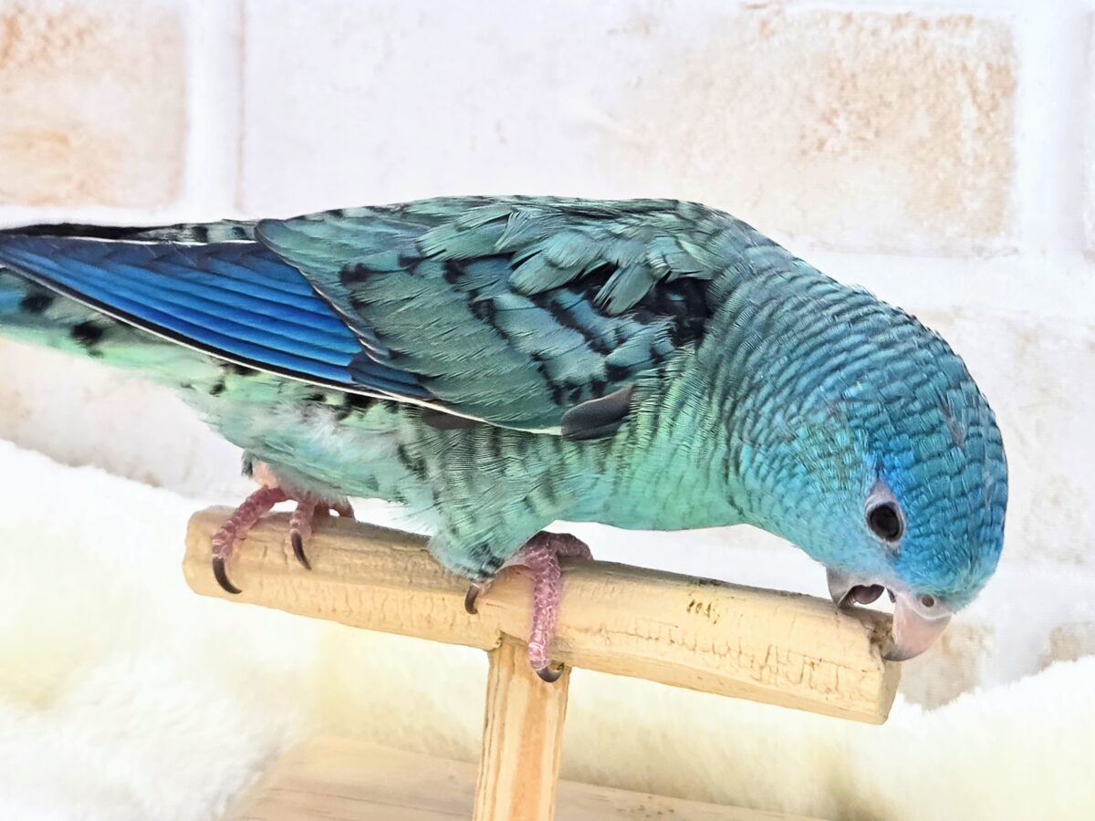 サザナミインコ