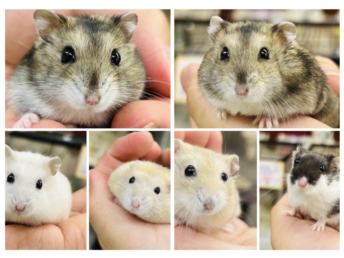 むっちりモチモチ　ドワーフハムスターズ　