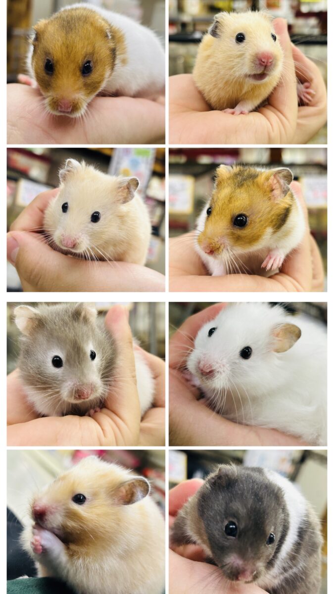 ビックになっていくぞ～　ゴールデンハムスターズ