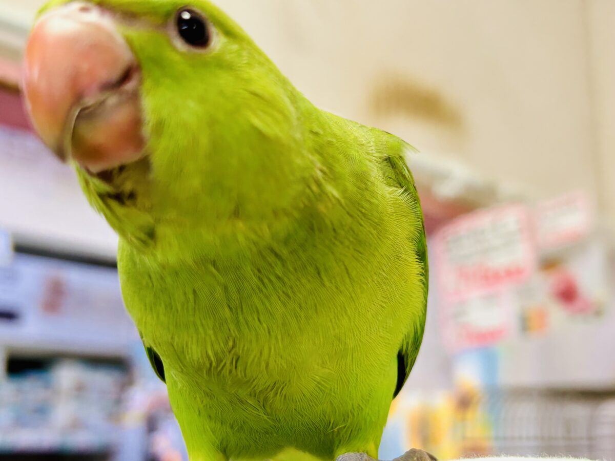 ワカケホンセイインコ（月の輪インコ）