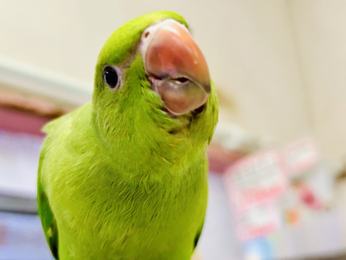 ワカケホンセイインコ（月の輪インコ）