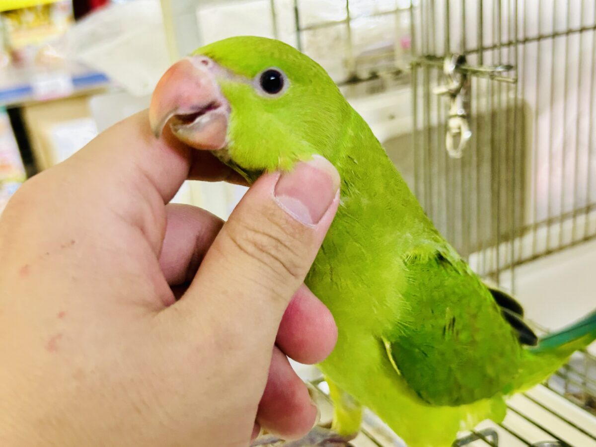 ワカケホンセイインコ（月の輪インコ）